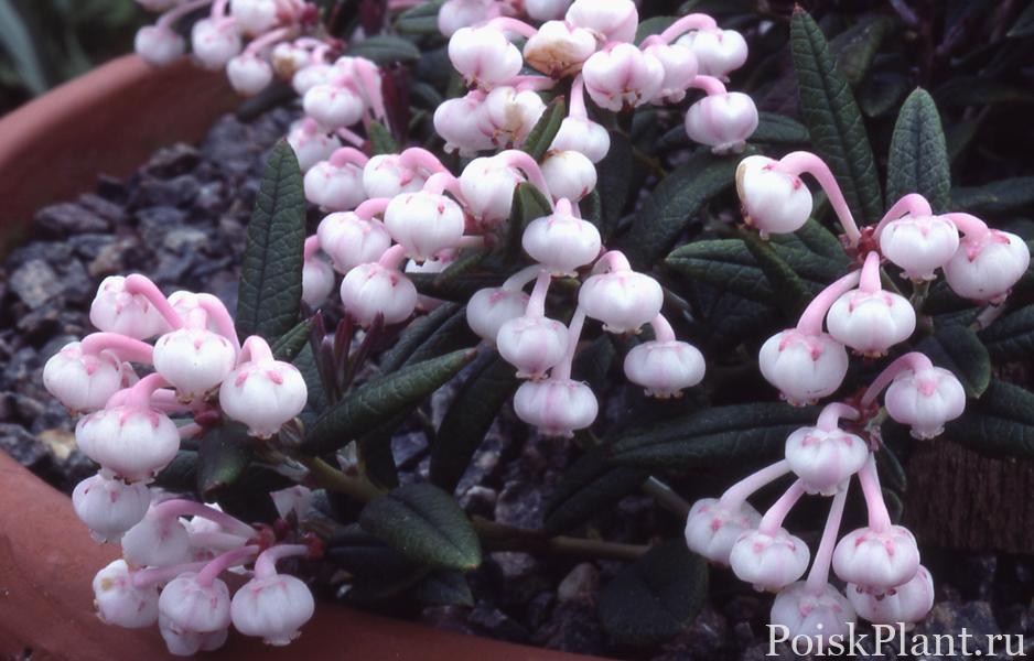 Андромеда многолистная Macrophylla