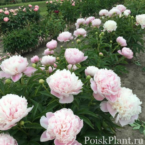 Пион травянистый Pink Pearl