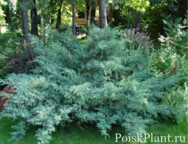 Можжевельник средний Glauca