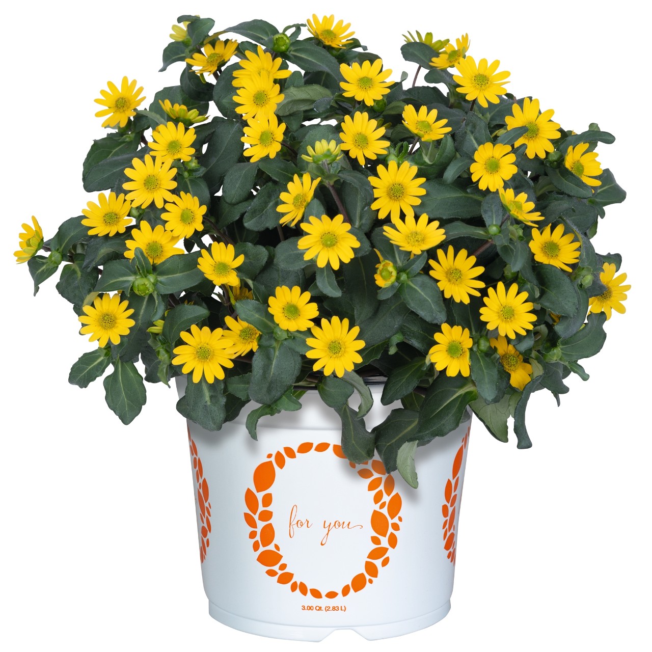 Санвиталия Sunvy Trailing Yellow