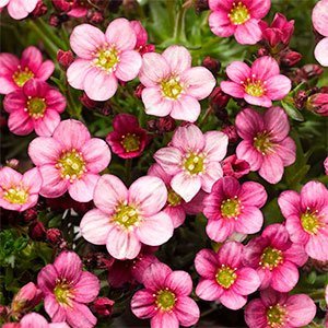 Камнеломка арендса "Carpet Pink"