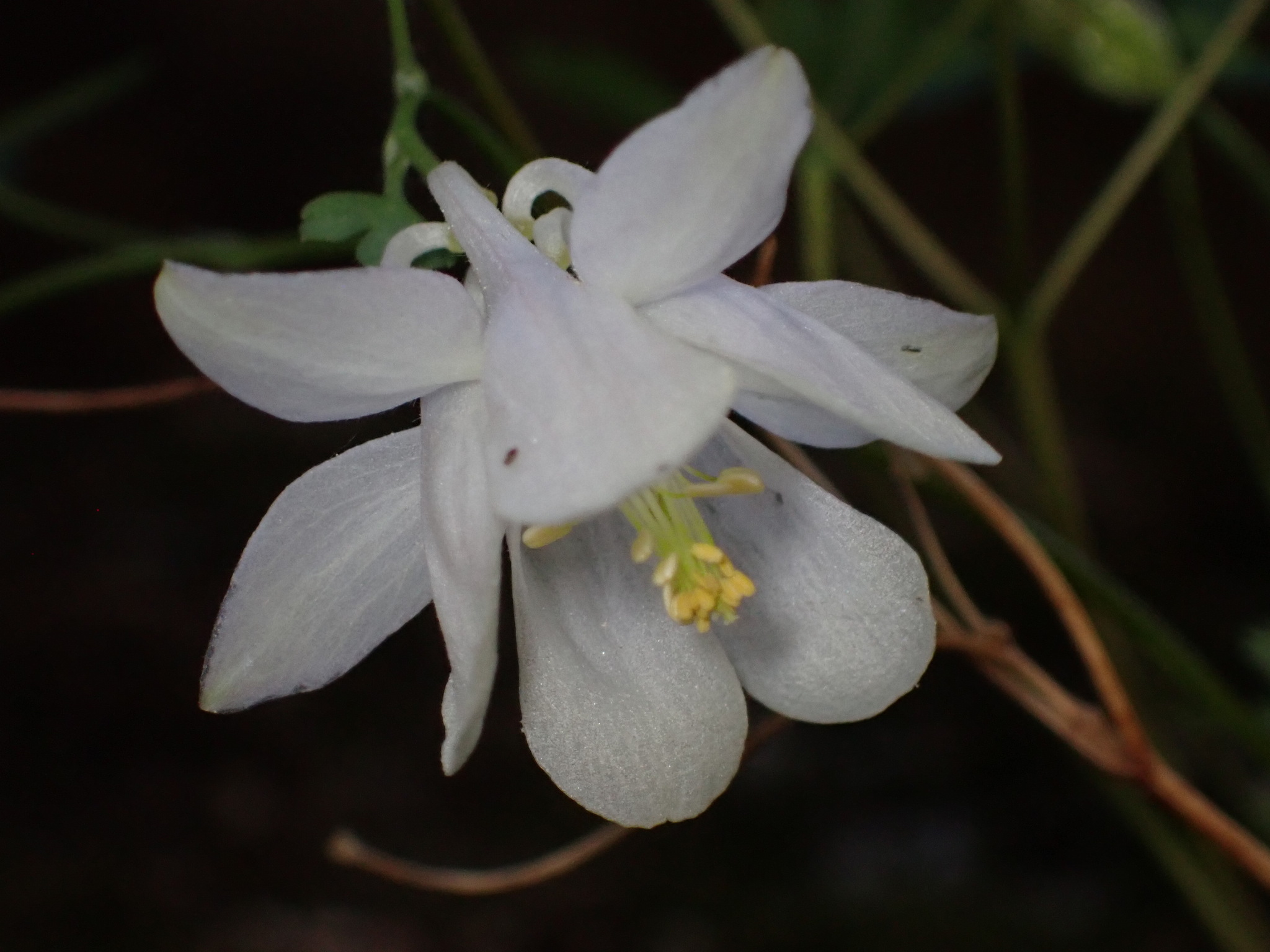 international backfill (iNaturalist): Aquilegia
