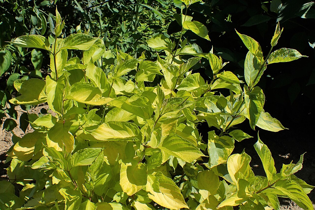 Дёрен белый Sibirica Variegata