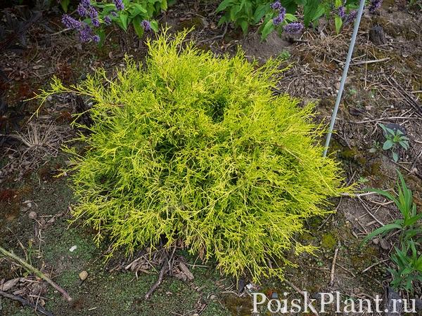 Кипарисовик горохоплодный Sungold