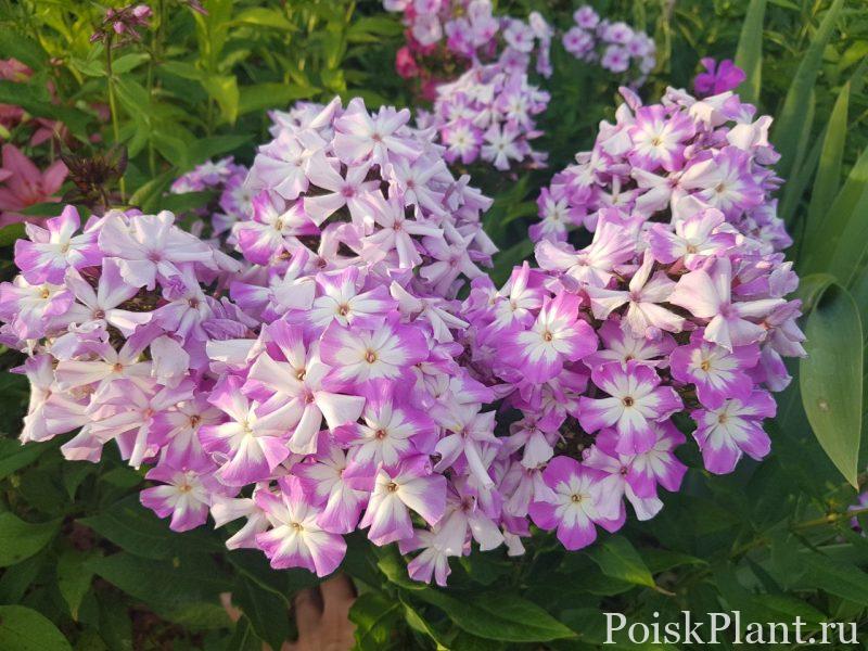 Флокс метельчатый Лунный Камень