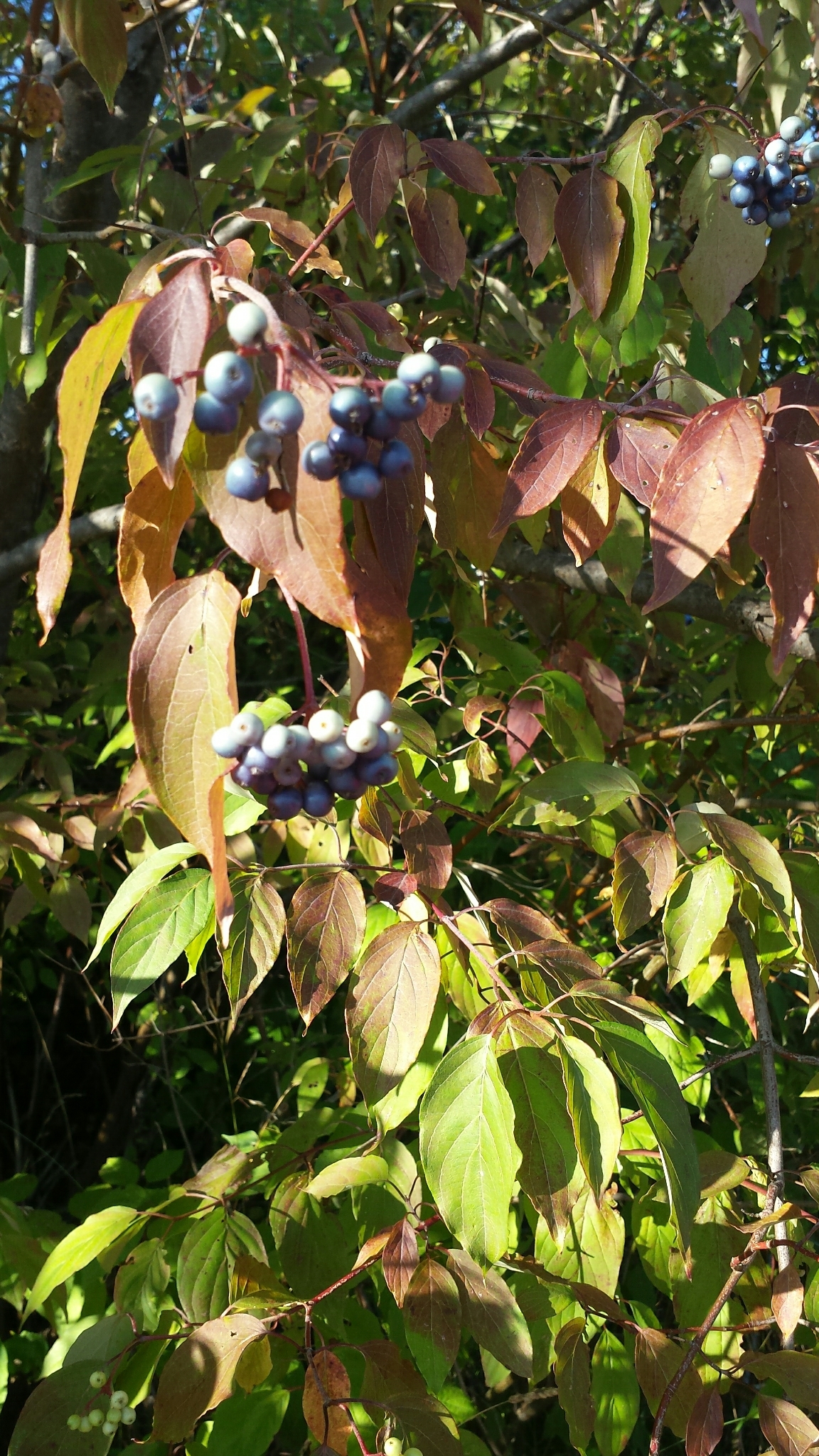 international backfill (iNaturalist): Cornus