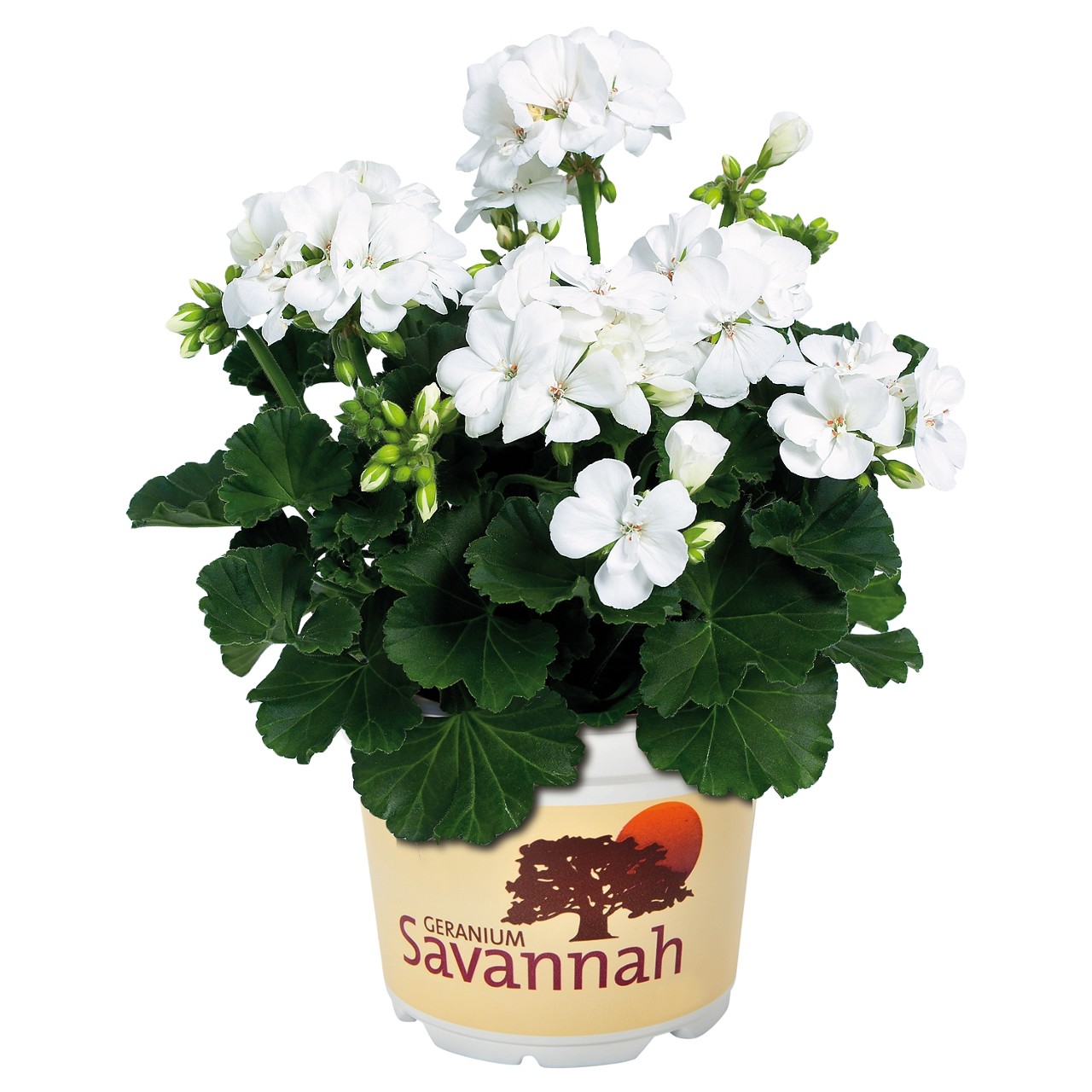 Пеларгония Savannah White