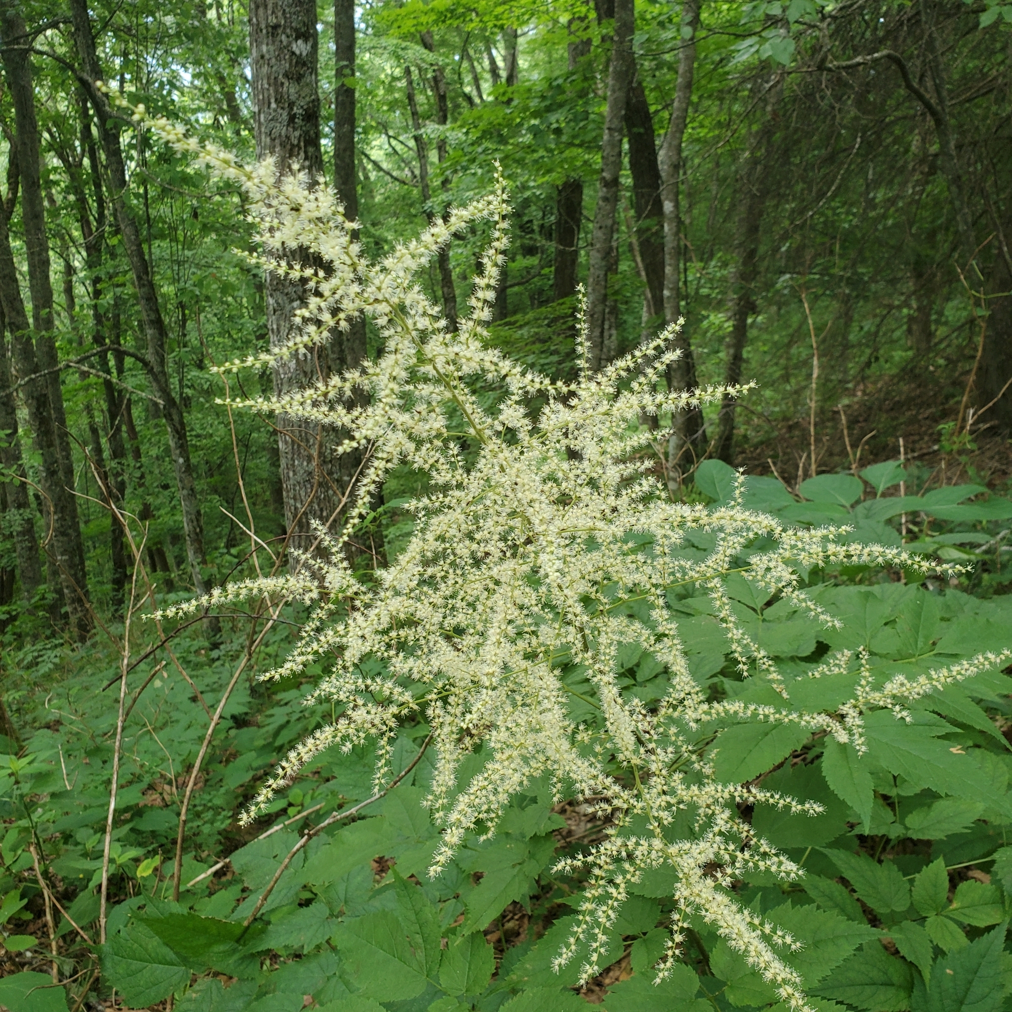international backfill (iNaturalist): Astilbe
