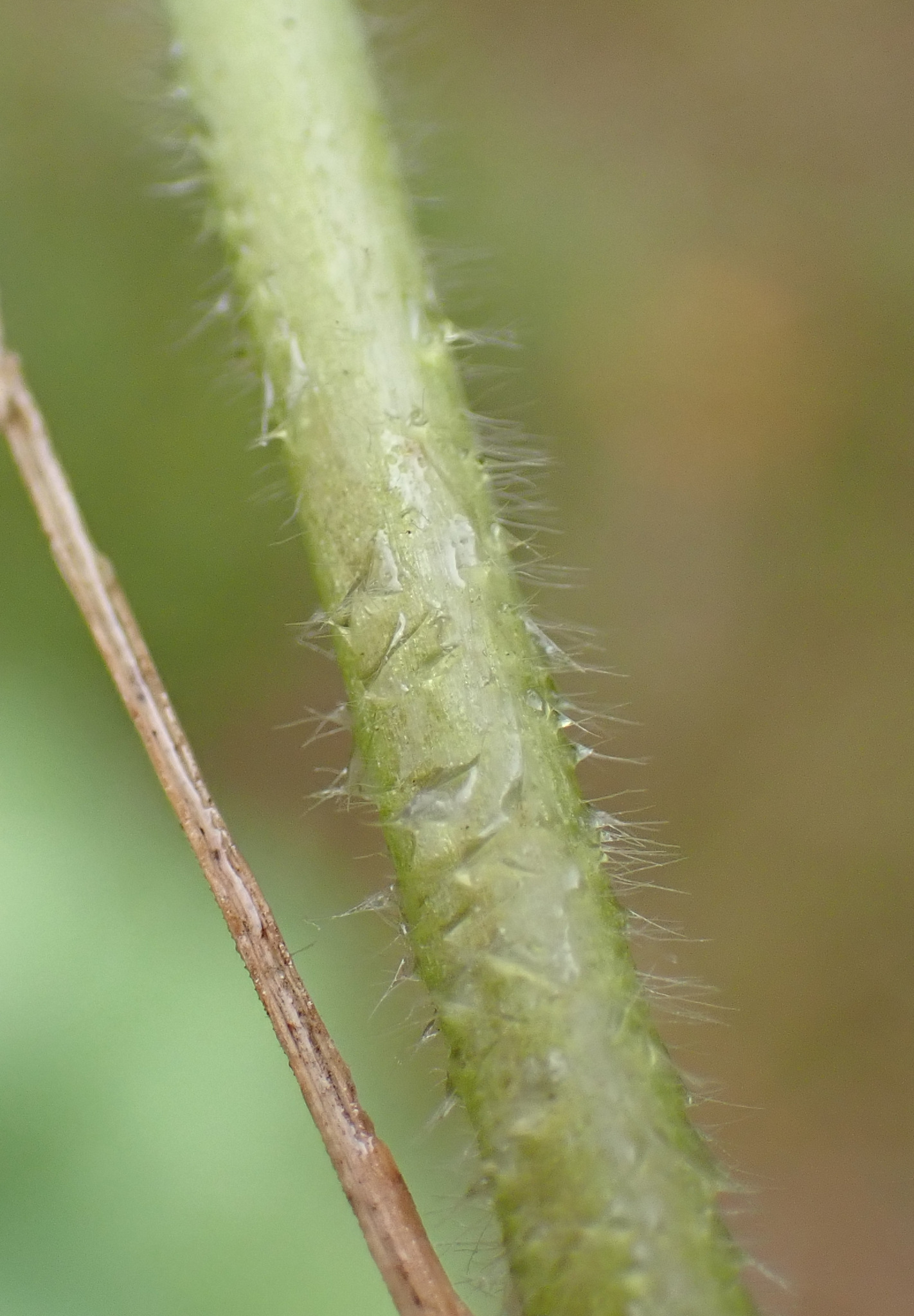 international backfill (iNaturalist): Alchemilla mollis