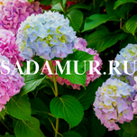 SADAMUR