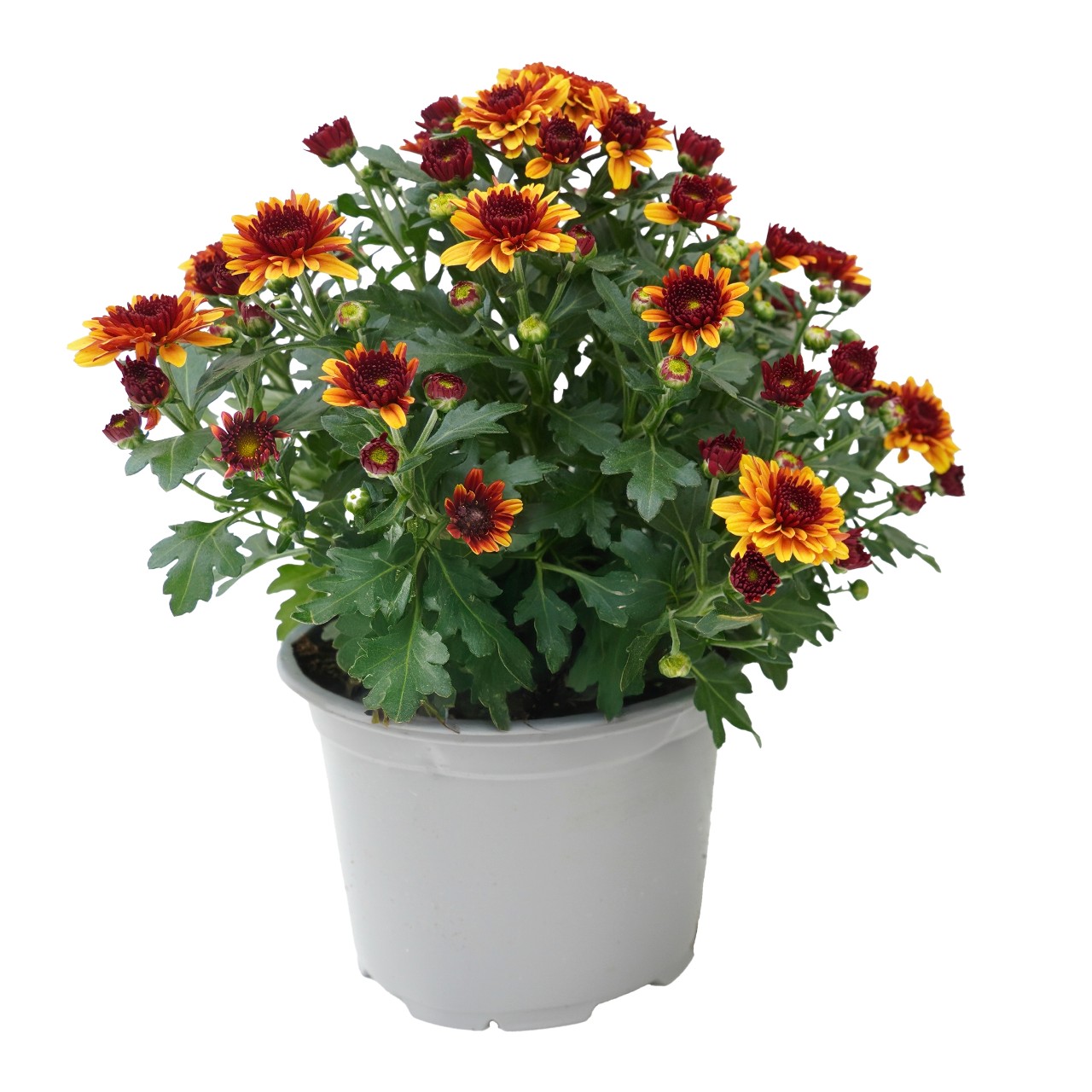 Хризантема Banquet Red Bicolor