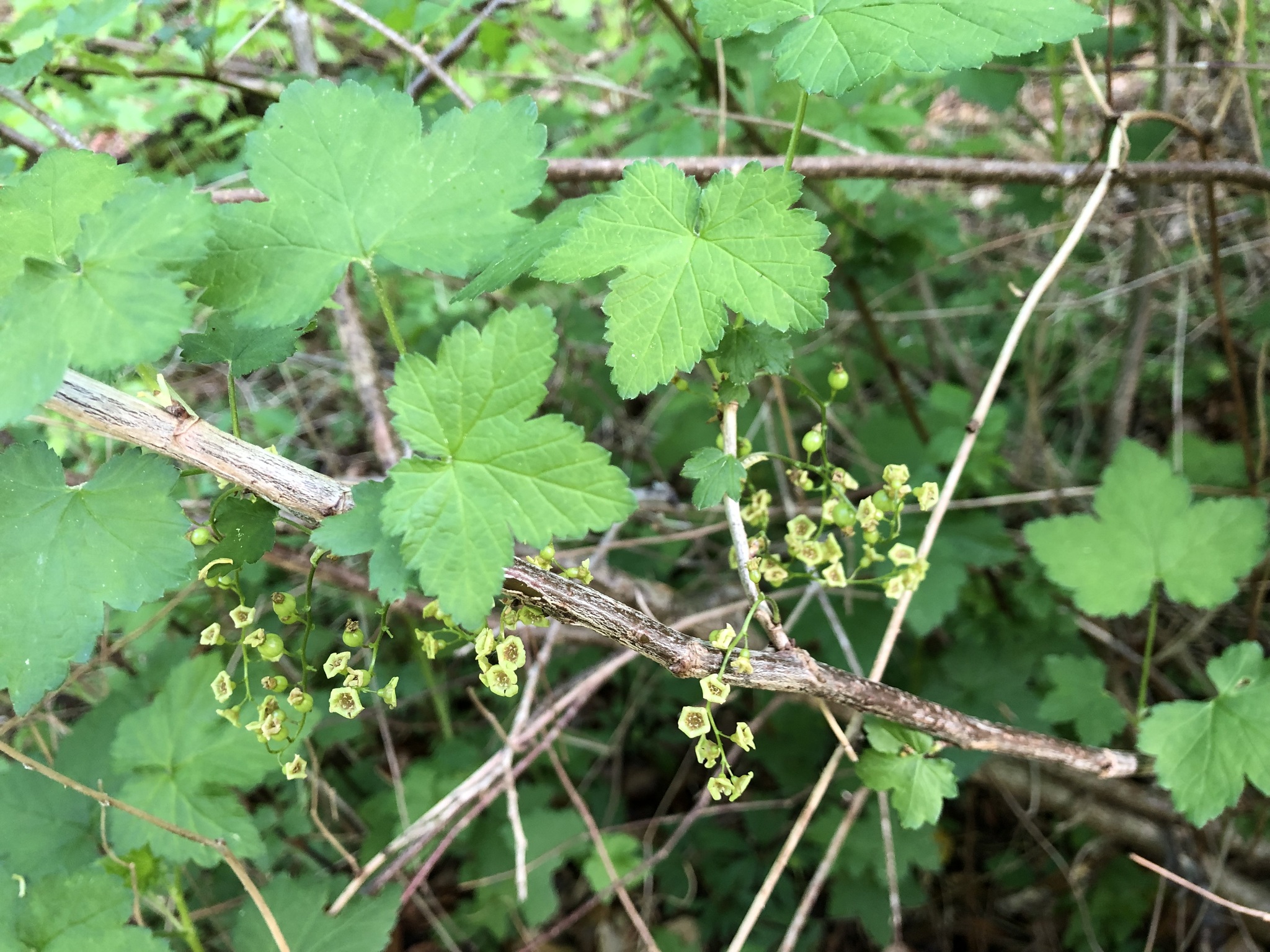 international backfill (iNaturalist): Ribes rubrum
