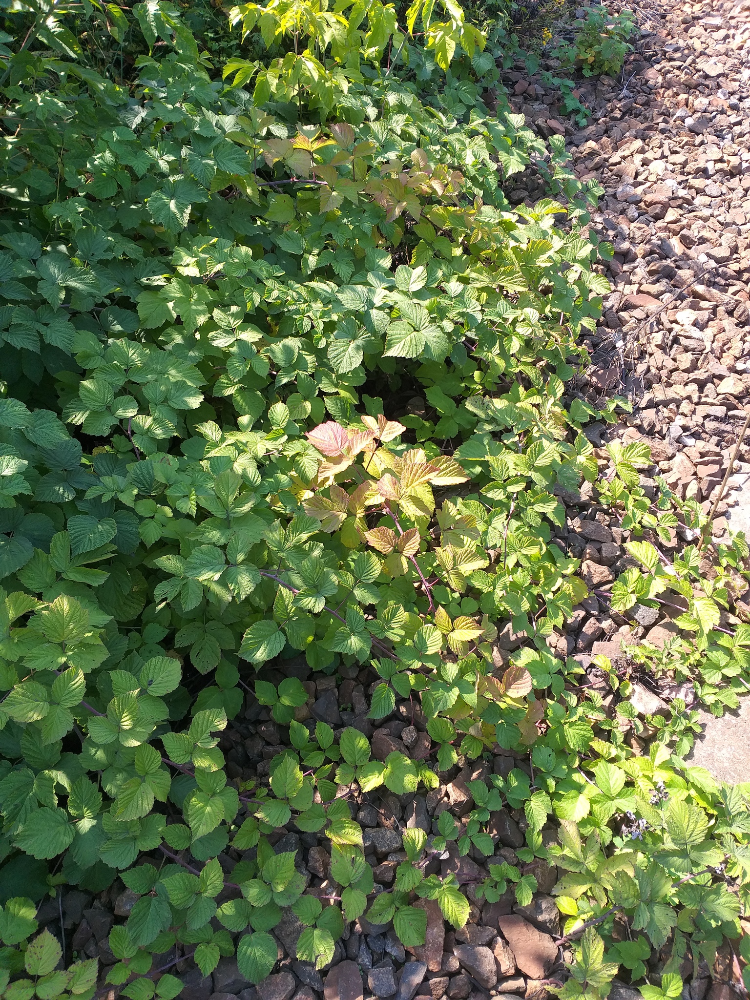 international backfill (iNaturalist): Rubus idaeus