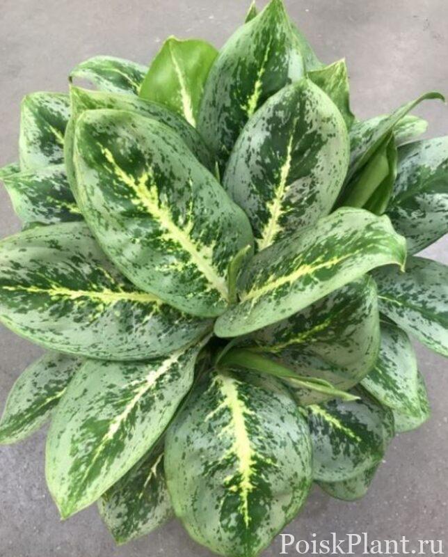 Аглаонема гибридная Lemon Mint