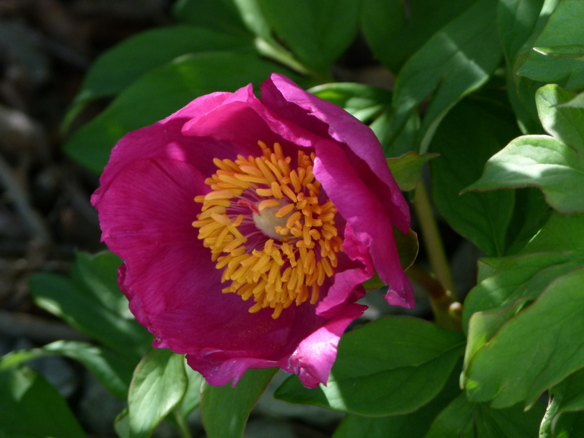 international backfill (iNaturalist): Paeonia