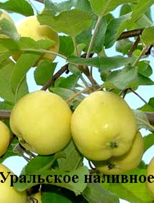 Яблоня Уральское наливное