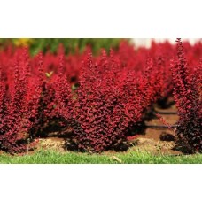 Барбарис тунберга (Berberis thunbergii )