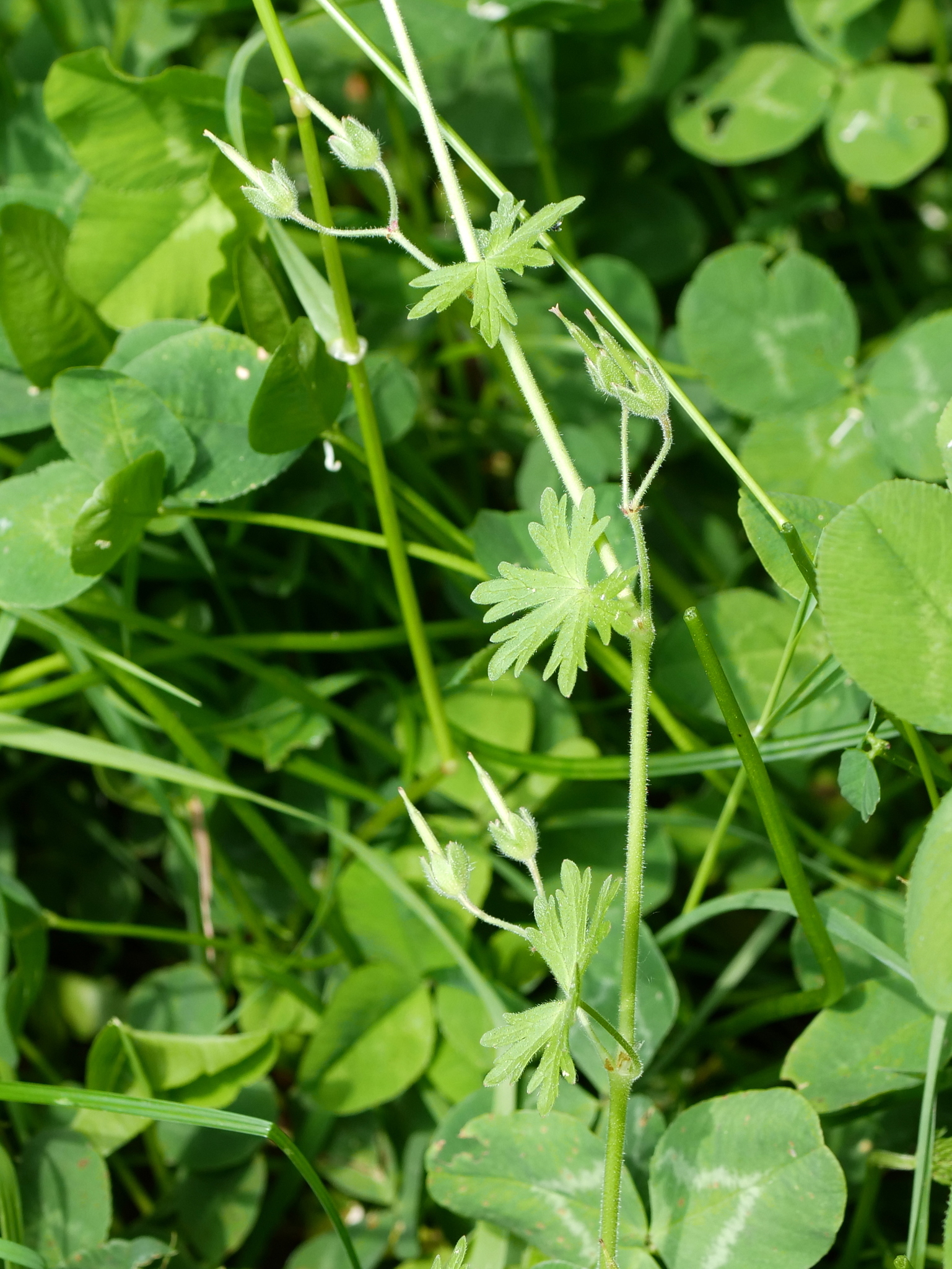 international backfill (iNaturalist): Geranium