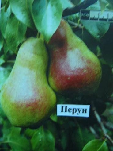 Груша Перун