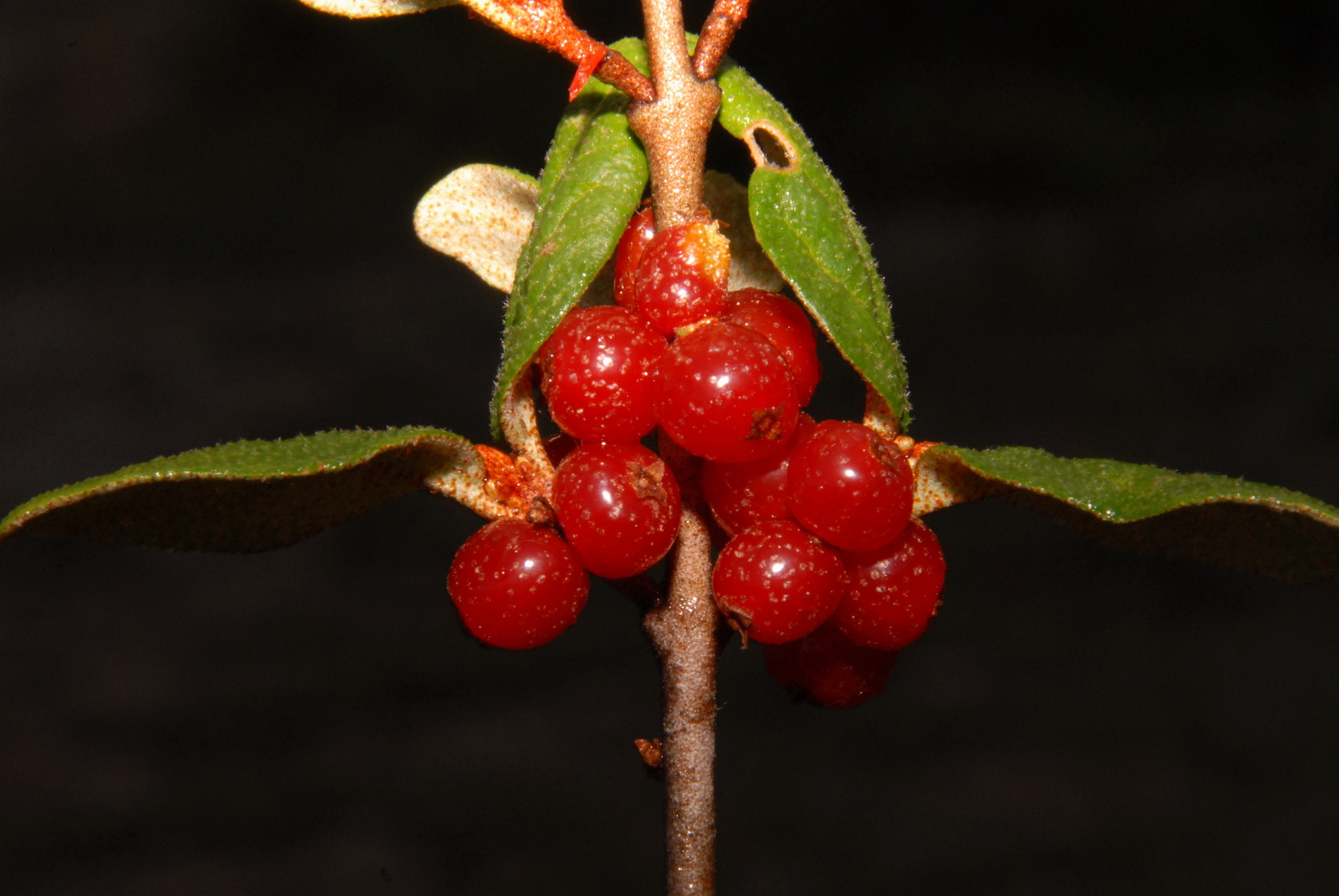international backfill (iNaturalist): Hippophae