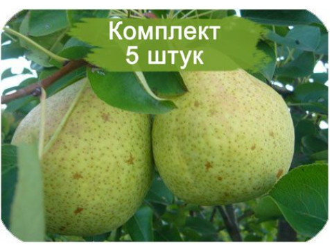 Груша Память Яковлеву