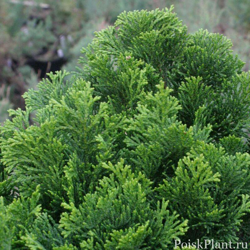 Кипарисовик тупой Gracilis