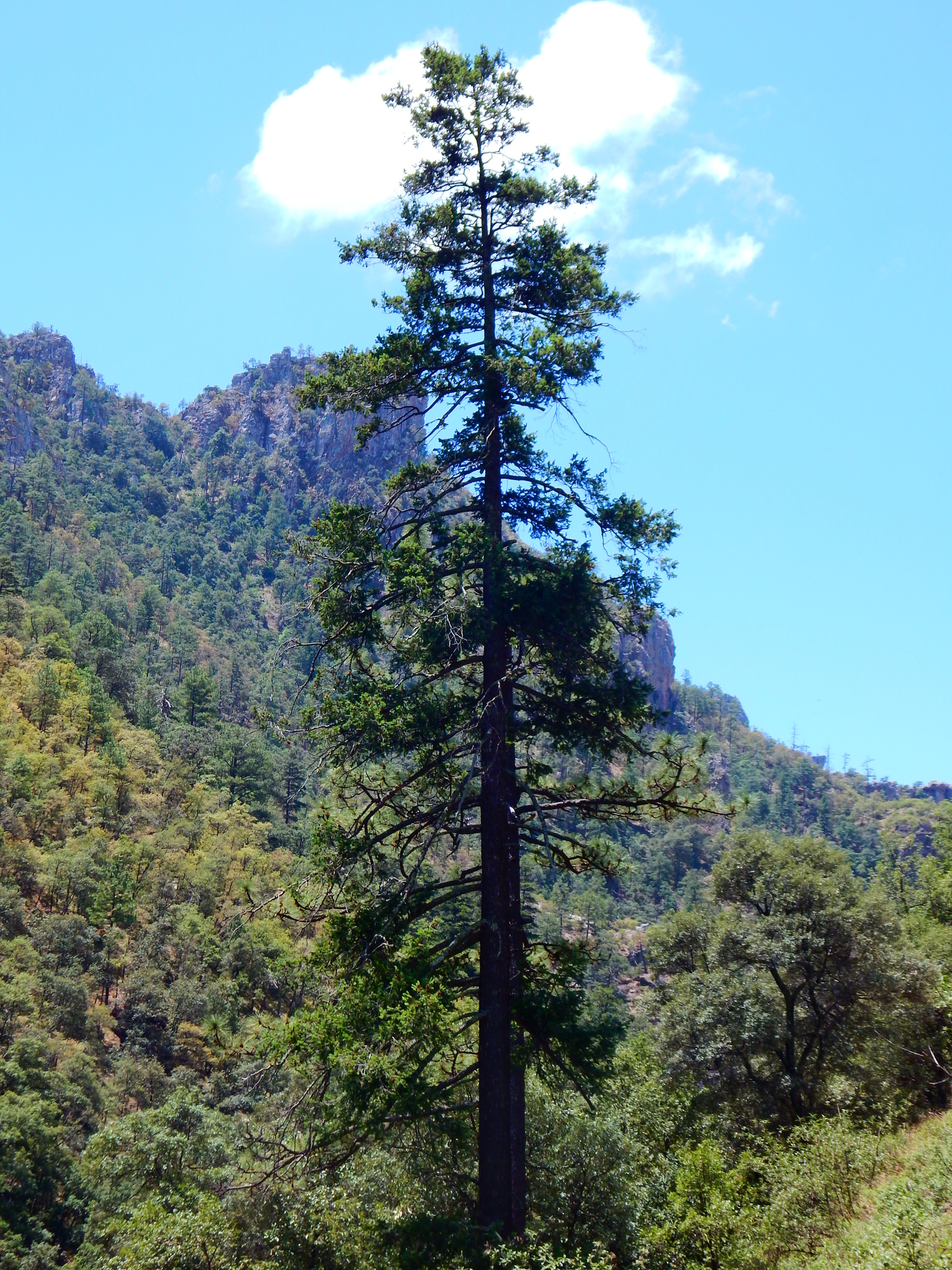 international backfill (iNaturalist): Tsuga