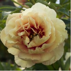 Пион Ито-гибрид (Paeonia itoh-hybrid Canary Brilliants)