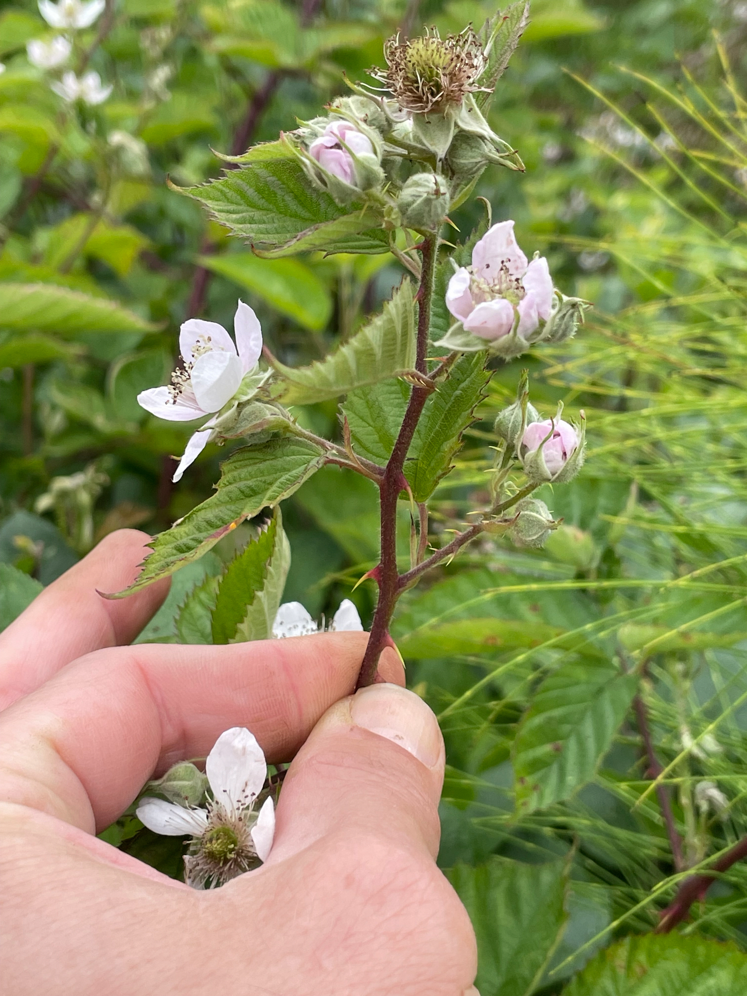 international backfill (iNaturalist): Rubus