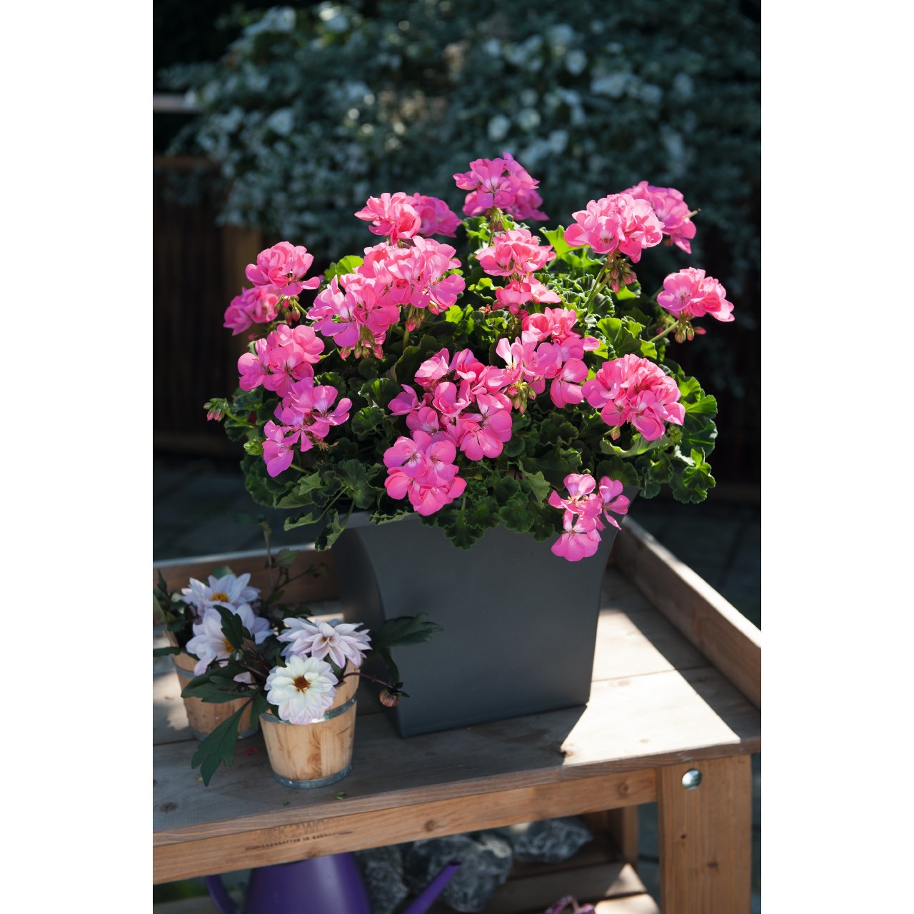 Пеларгония Green Idols Hot Pink