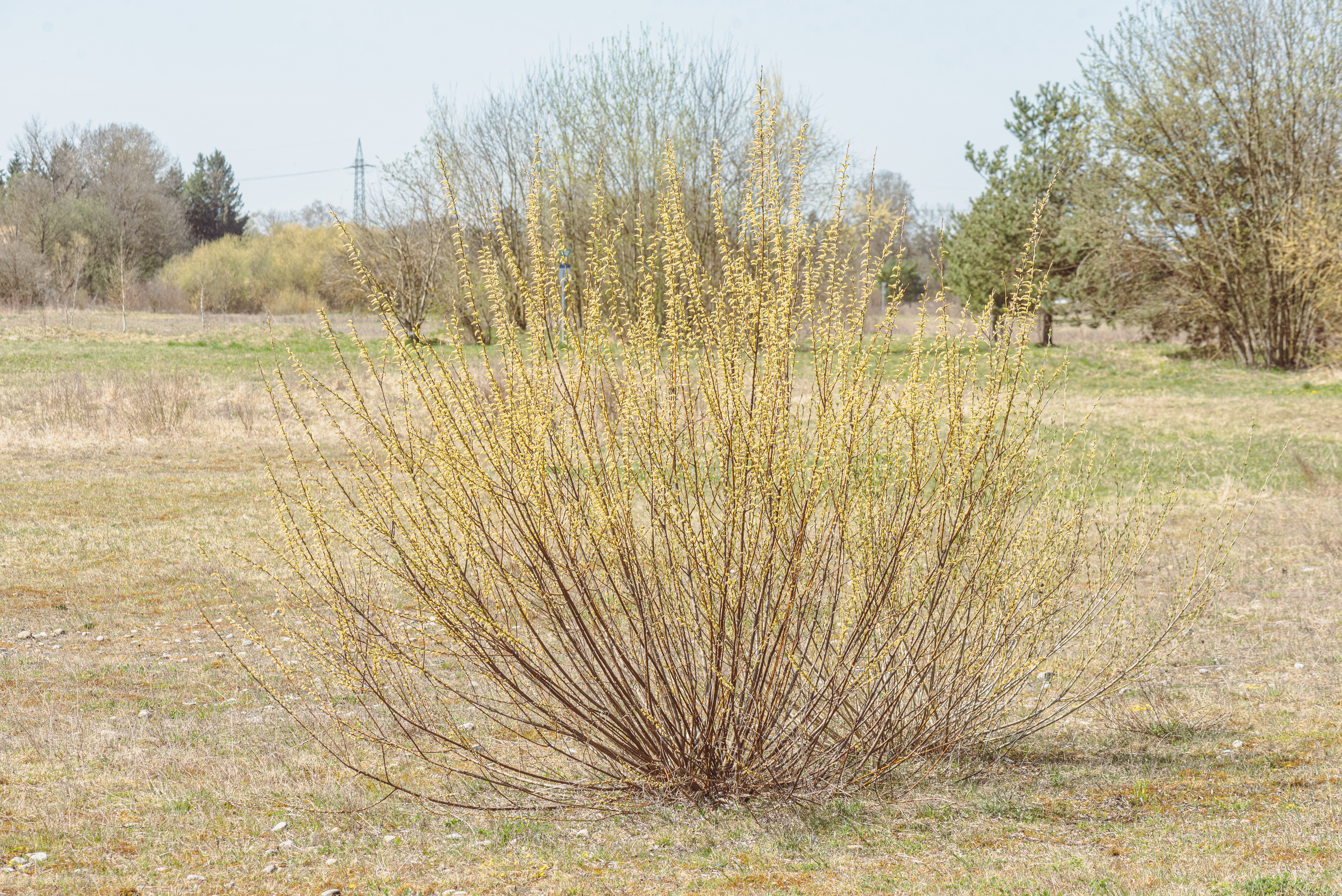 Ива пурпурная (Salix purpurea Mayak)