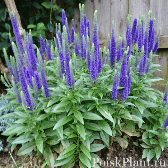 Вероника колосистая lster Dwarf Blue