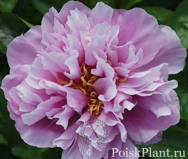 Пион травянистый Majestic Lavender