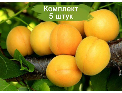 Абрикос Царский