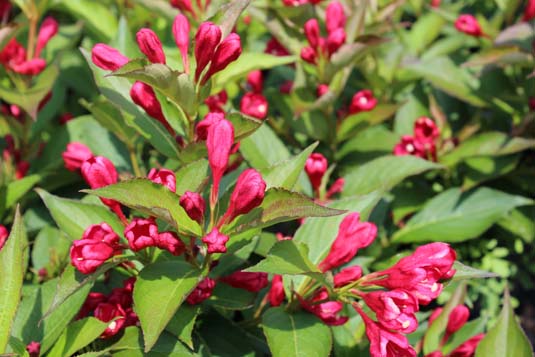Вейгела цветущая All Summer Red
