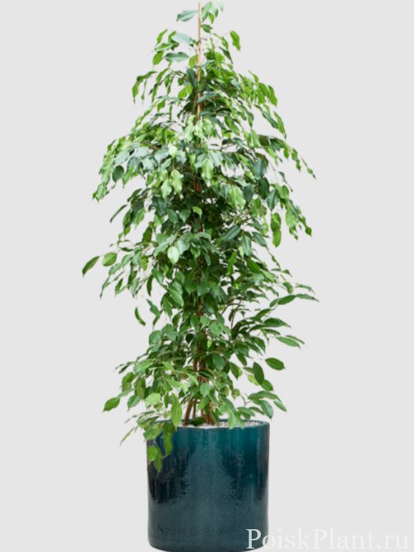 Фикус бенджамина Exotica