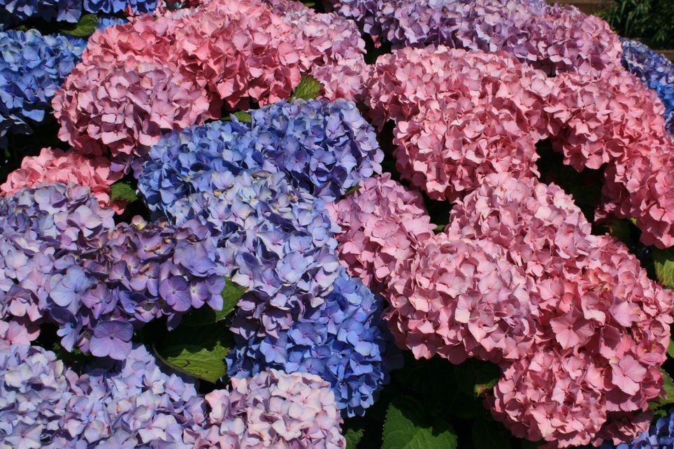 Гортензия крупнолистная Bouquet Rose