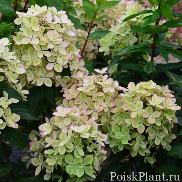 Гортензия метельчатая Pastel Green