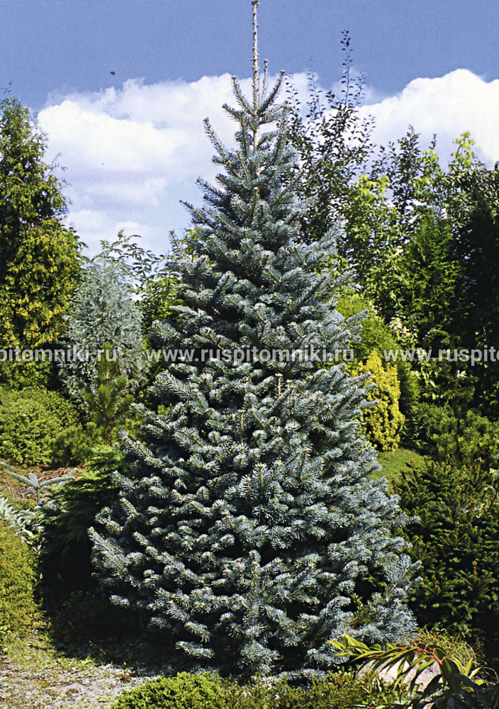 Пихта субальпийская Compacta` = A. arizonica var. glauca compacta