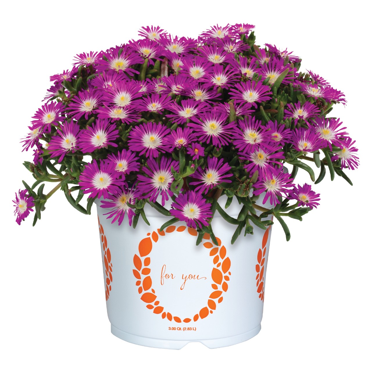 Делосперма Solstice Purple Imp/Violet