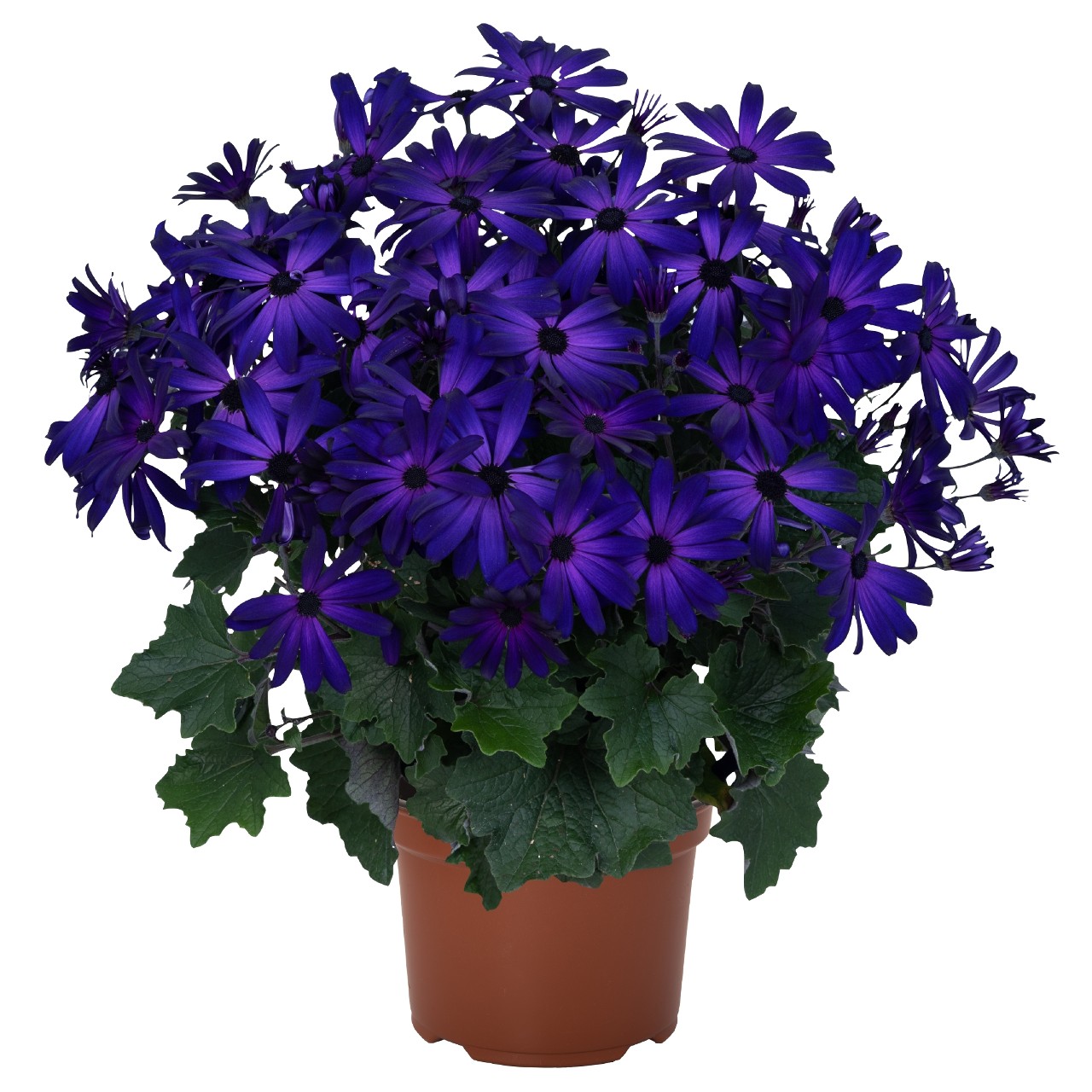 Перикаллис Mandala Purple Blue Eye