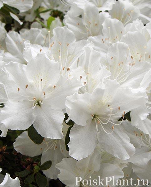 Азалия японская Geisha Weiss