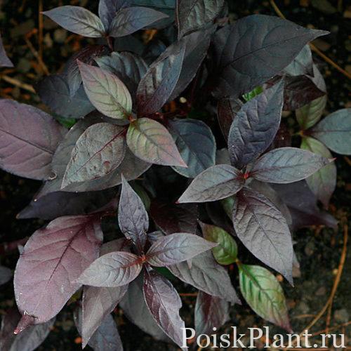 Альтернантера зубчатая Purple Knight