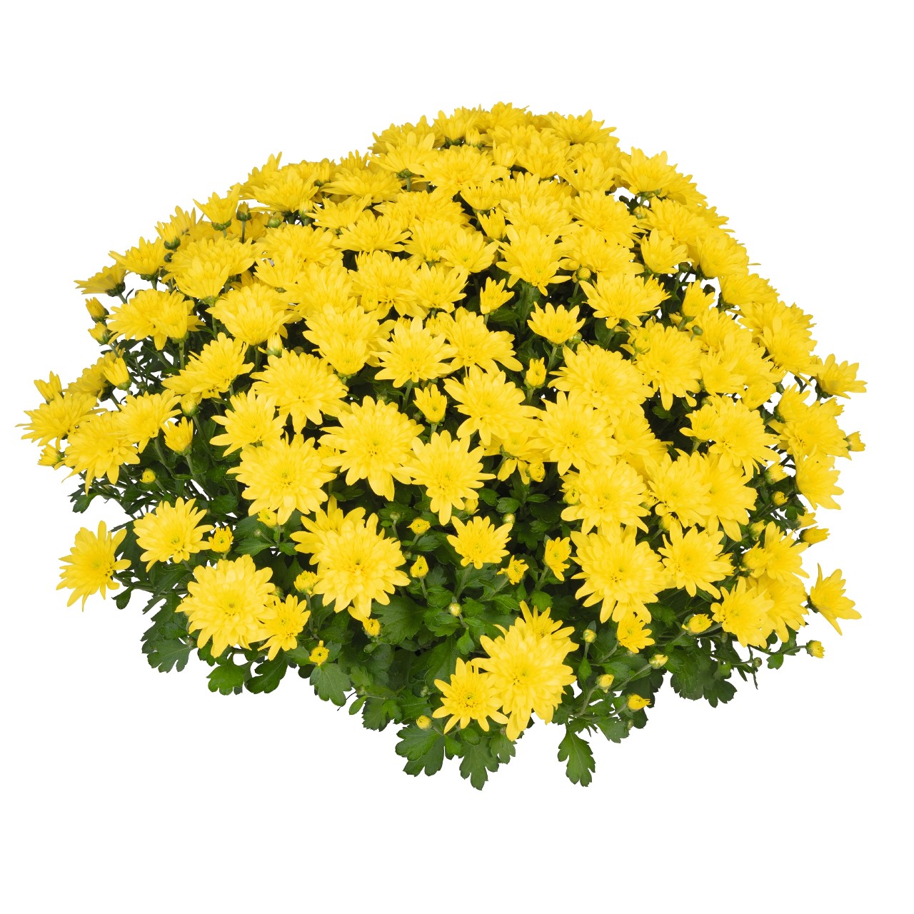 Хризантема Homerun Yellow