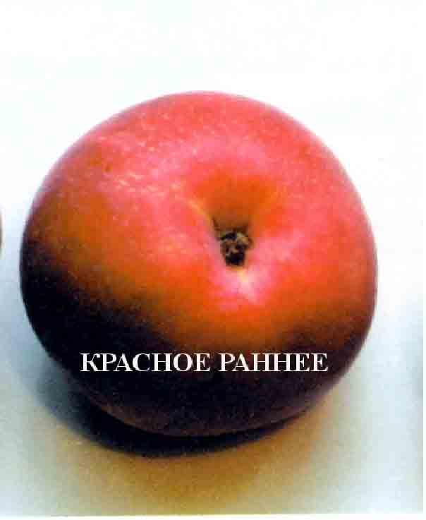 Яблоня Красное раннее