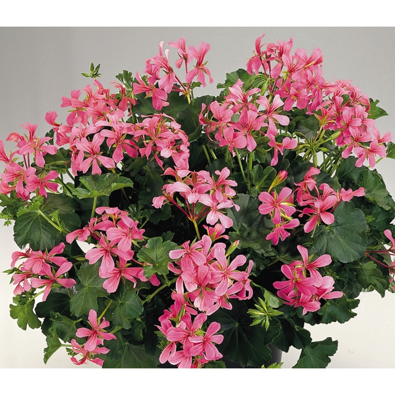 Пеларгония Classic Single Decora Pink
