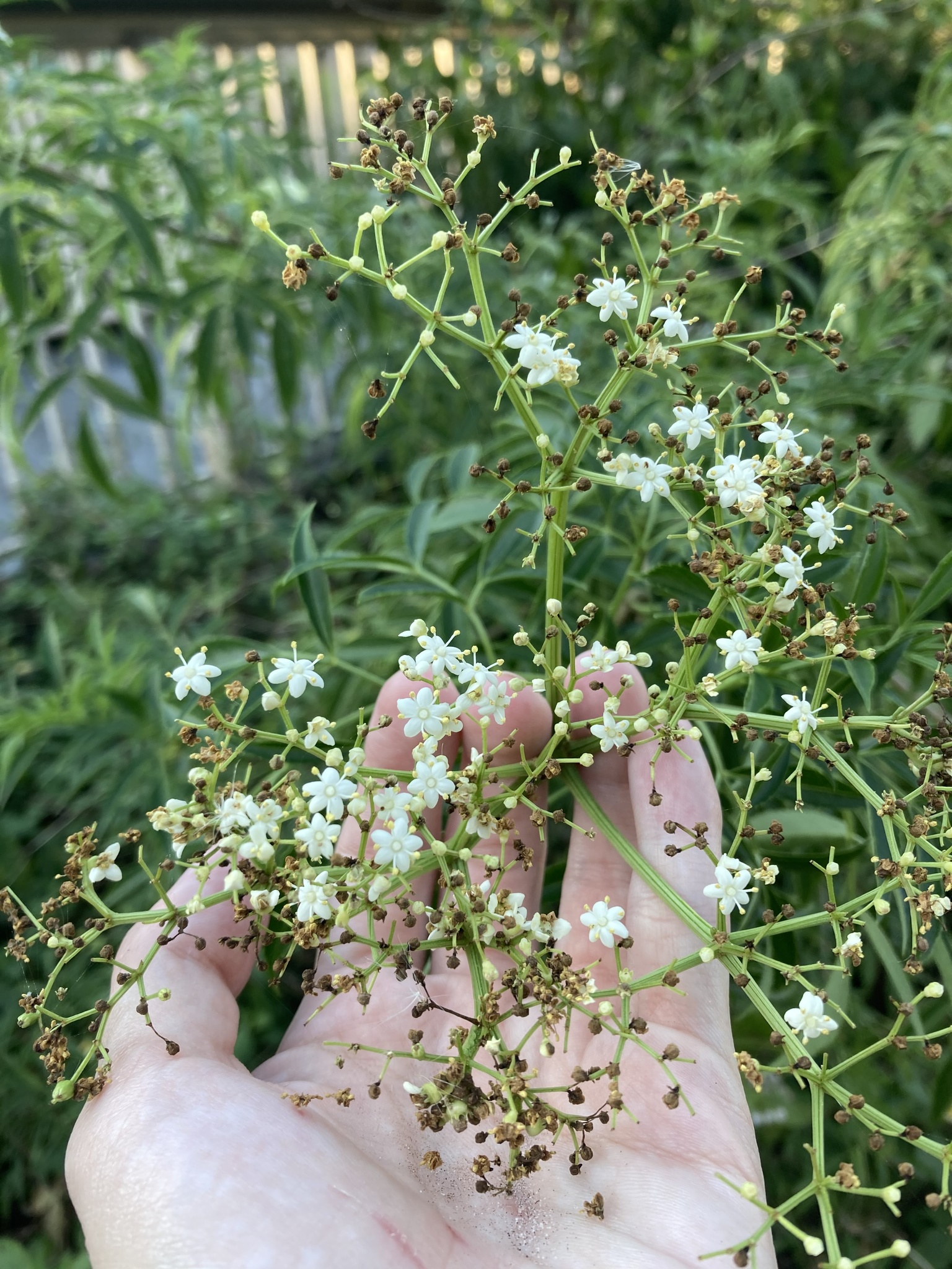international backfill (iNaturalist): Sambucus
