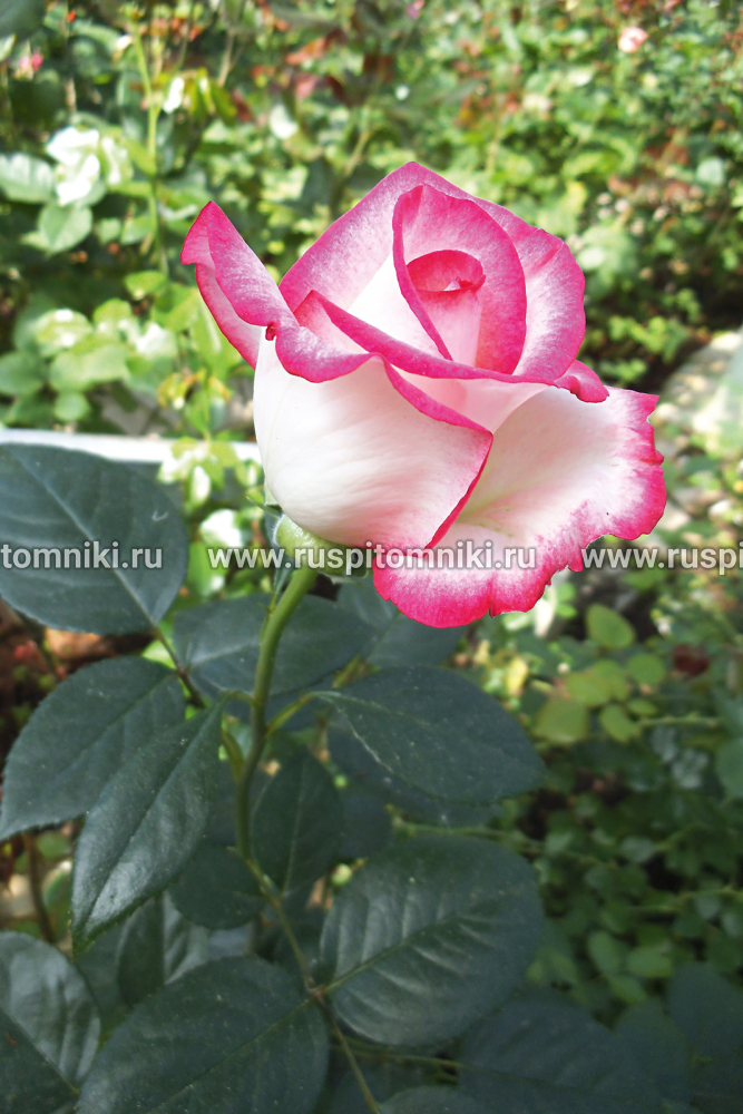 Чайно-гибридные розы Biedermeier Garden