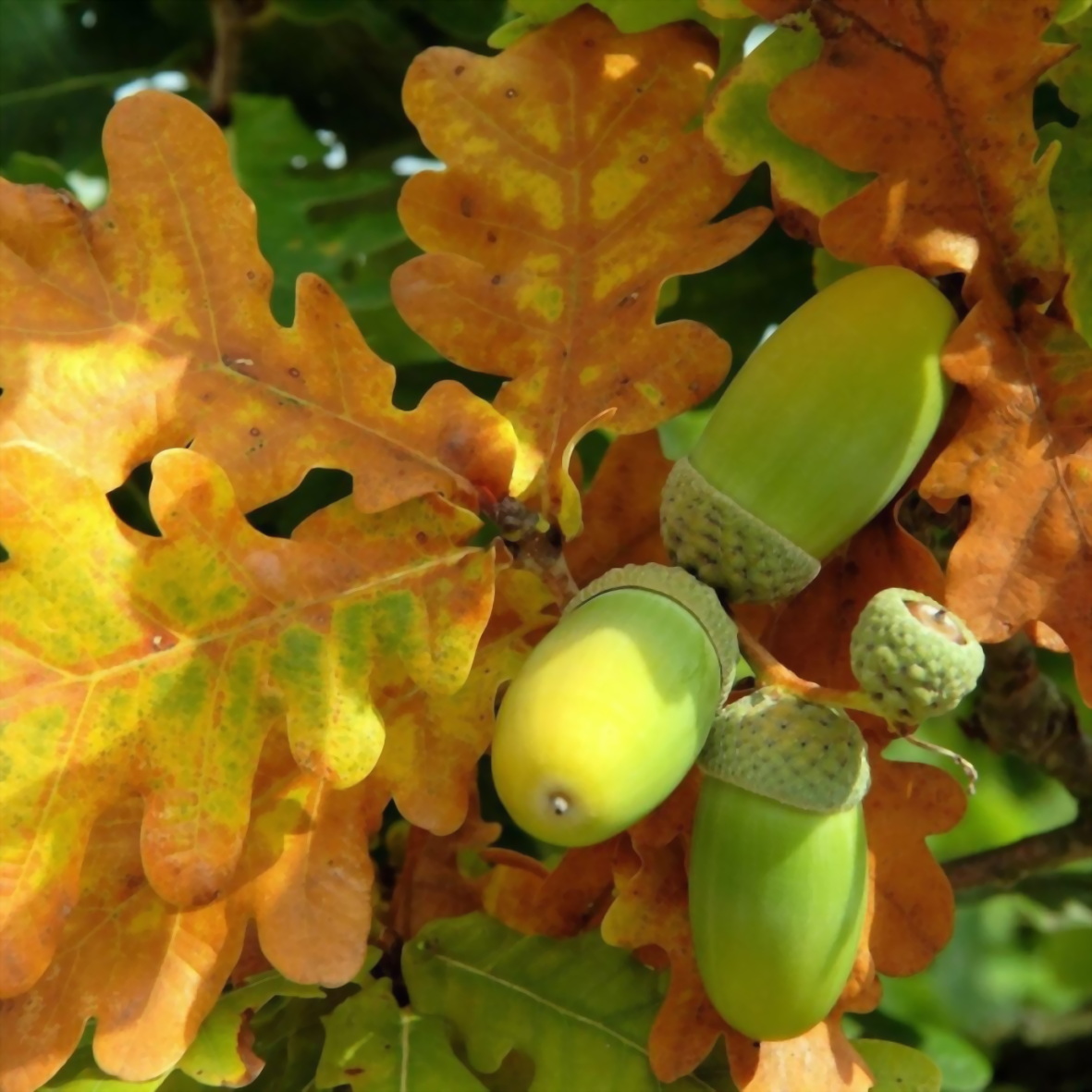 dub-quercus-chereshchatyy