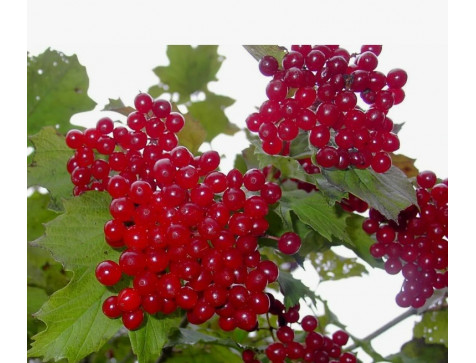 Калина Мария